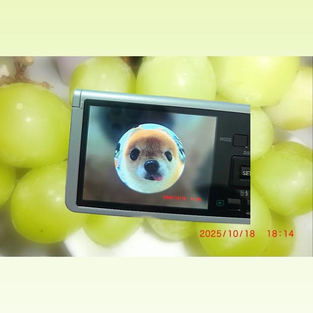 첫장직접찍음/작례(청포도,마이초코)포함 카시오 zr70카메라팔아용