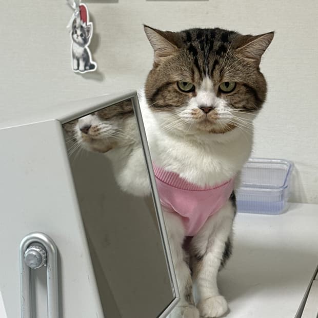 급처합니다. 반려묘 병원비가 필요해요