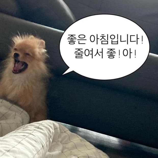 삼성 왕조 유니폼 구합니다