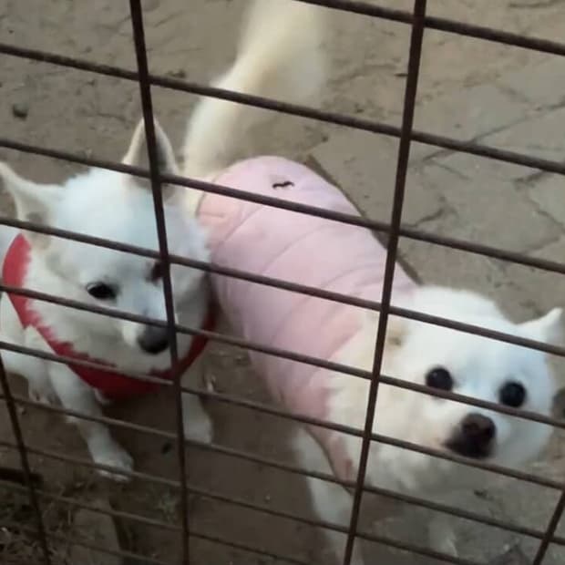 강아지