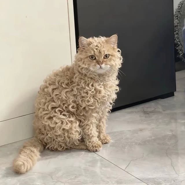 지초이 지프트샵 지토 | 후루츠패밀리